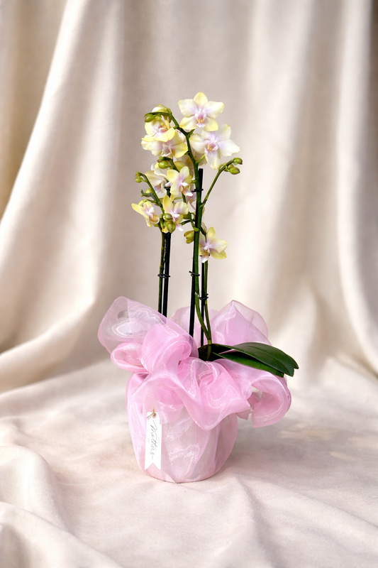 maceta_de_orquidea_natural
